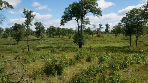 Thumbnail for Bison: Prairie Sportsman/Pioneer PBS