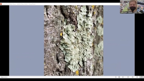 Thumbnail for Lichen and Bryophtyes (May 2022)