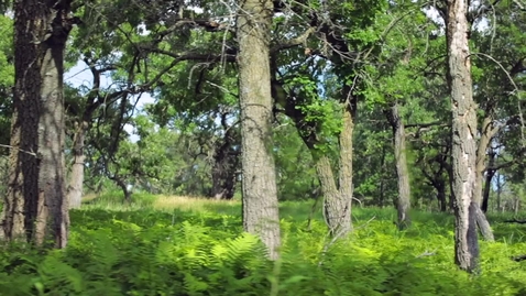 Thumbnail for Oak Savanna Overview