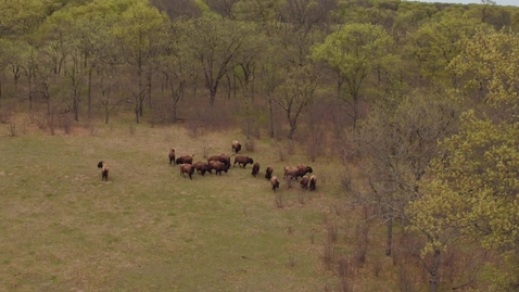 Thumbnail for Bison Homecoming 2020